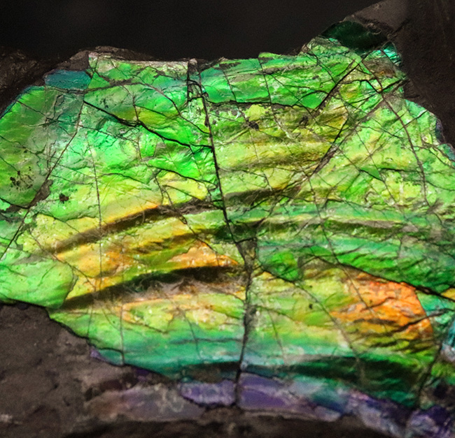 宝石にも認定された圧倒的な輝き！鮮烈なグリーンがきらめく、ハイクオリティ アンモライト（Ammolite）縁部ブロック（その3）