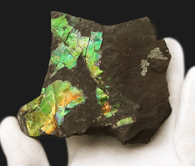 宝石にも認定された圧倒的な輝き！鮮烈なグリーンがきらめく、ハイクオリティ アンモライト（Ammolite）縁部ブロック（その4）