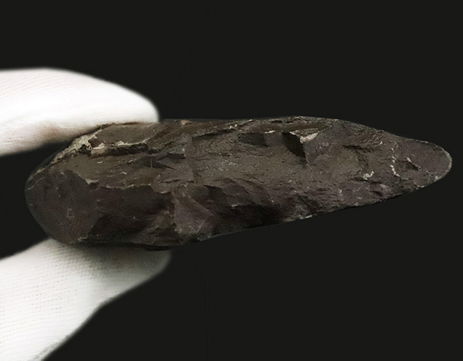 宝石にも認定された圧倒的な輝き！鮮烈なグリーンがきらめく、ハイクオリティ アンモライト（Ammolite）縁部ブロック（その5）