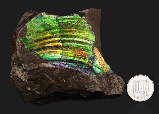 宝石にも認定された圧倒的な輝き！鮮烈なグリーンがきらめく、ハイクオリティ アンモライト（Ammolite）縁部ブロック（その7）