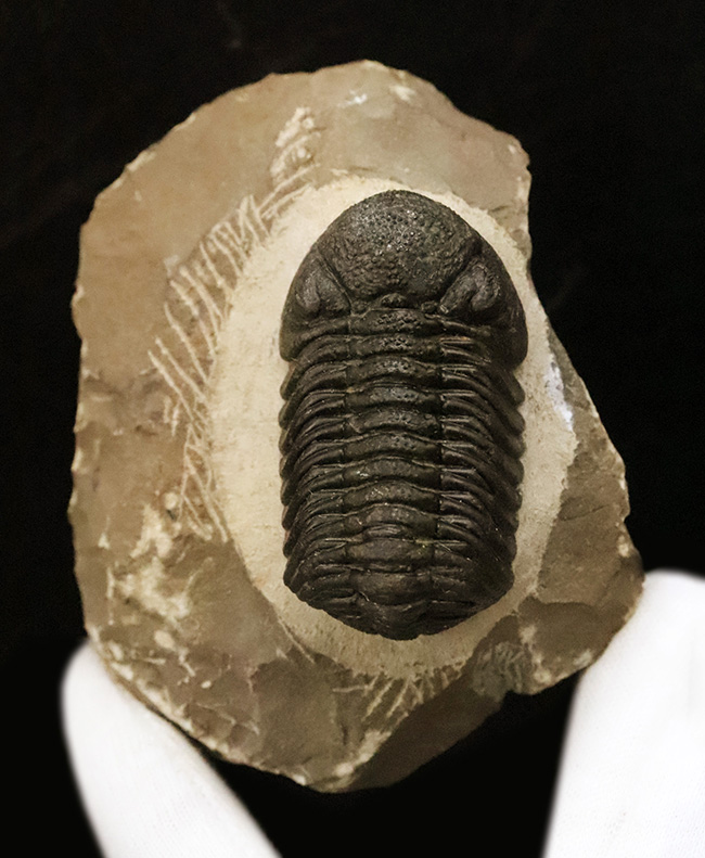 ご好評をいただいております、モロッコ産・高品質三葉虫シリーズの一角、細部までクリーニングの行き届いた上質のペディノパリオプス（Pedinopariops）（その1）