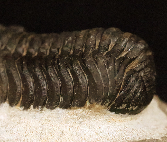 ご好評をいただいております、モロッコ産・高品質三葉虫シリーズの一角、細部までクリーニングの行き届いた上質のペディノパリオプス（Pedinopariops）（その10）