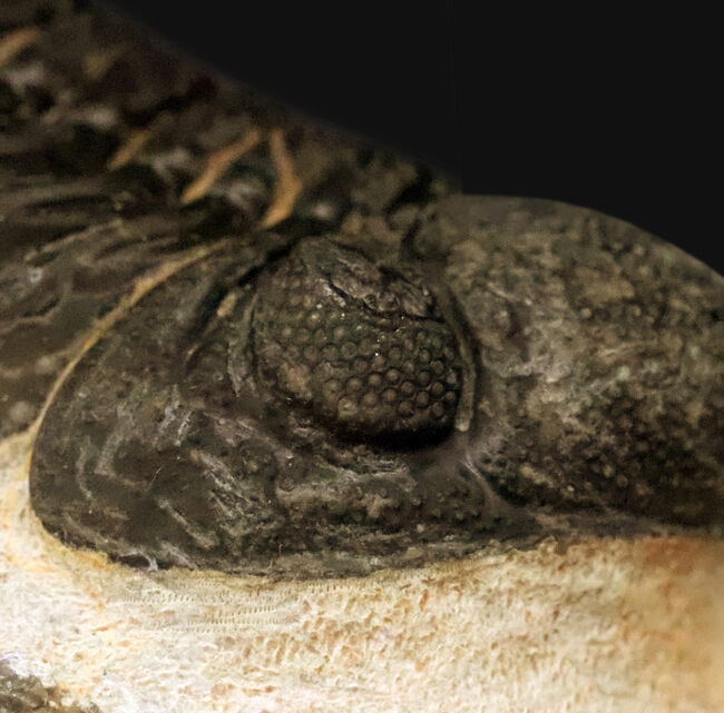 ご好評をいただいております、モロッコ産・高品質三葉虫シリーズの一角、細部までクリーニングの行き届いた上質のペディノパリオプス（Pedinopariops）（その11）
