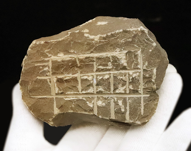 ご好評をいただいております、モロッコ産・高品質三葉虫シリーズの一角、細部までクリーニングの行き届いた上質のペディノパリオプス（Pedinopariops）（その12）