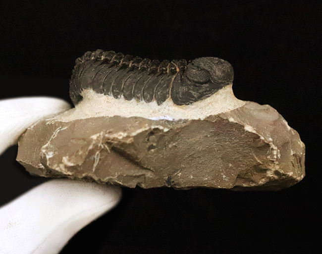 ご好評をいただいております、モロッコ産・高品質三葉虫シリーズの一角、細部までクリーニングの行き届いた上質のペディノパリオプス（Pedinopariops）（その13）