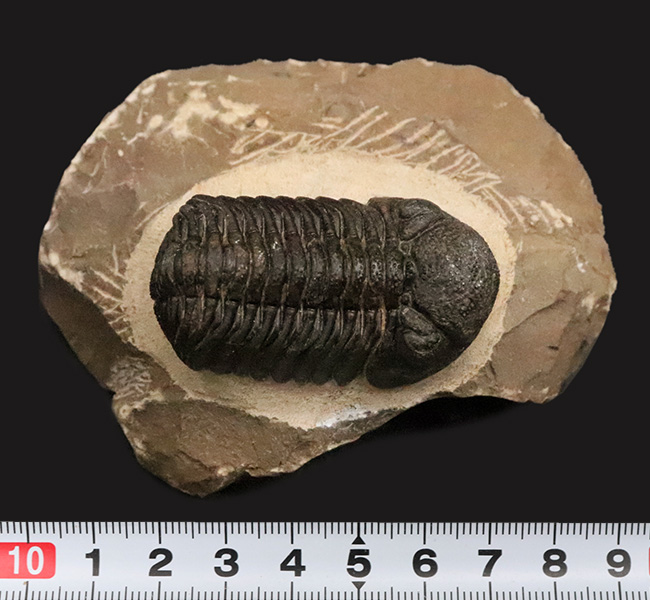 ご好評をいただいております、モロッコ産・高品質三葉虫シリーズの一角、細部までクリーニングの行き届いた上質のペディノパリオプス（Pedinopariops）（その14）