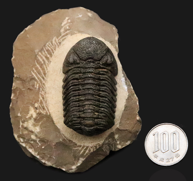 ご好評をいただいております、モロッコ産・高品質三葉虫シリーズの一角、細部までクリーニングの行き届いた上質のペディノパリオプス（Pedinopariops）（その15）