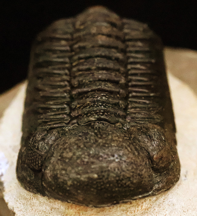 ご好評をいただいております、モロッコ産・高品質三葉虫シリーズの一角、細部までクリーニングの行き届いた上質のペディノパリオプス（Pedinopariops）（その2）
