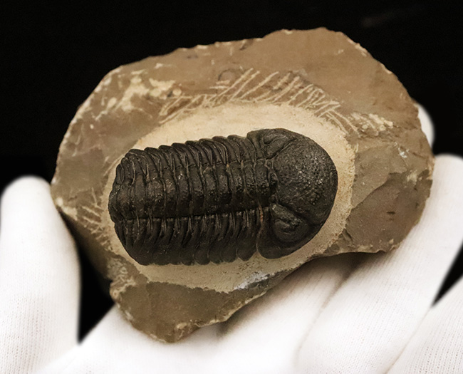 ご好評をいただいております、モロッコ産・高品質三葉虫シリーズの一角、細部までクリーニングの行き届いた上質のペディノパリオプス（Pedinopariops）（その3）