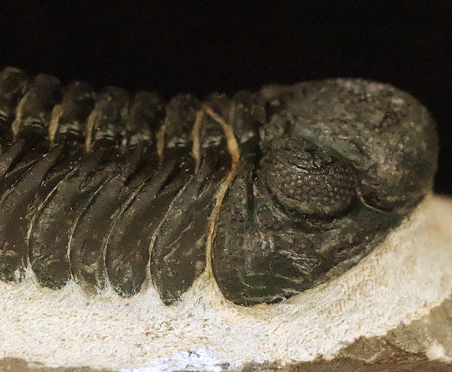 ご好評をいただいております、モロッコ産・高品質三葉虫シリーズの一角、細部までクリーニングの行き届いた上質のペディノパリオプス（Pedinopariops）（その4）