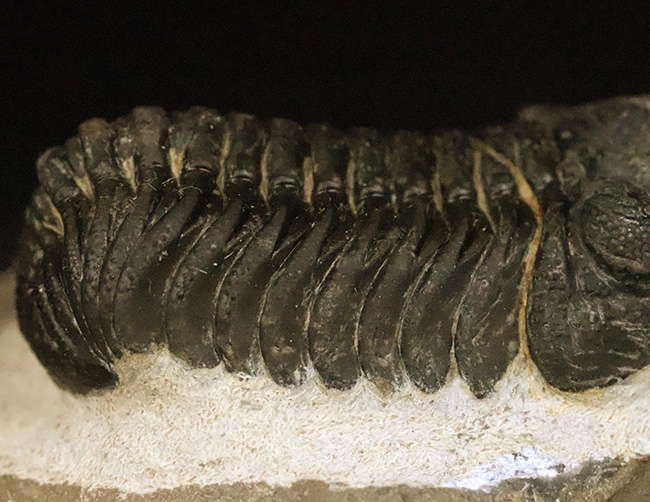 ご好評をいただいております、モロッコ産・高品質三葉虫シリーズの一角、細部までクリーニングの行き届いた上質のペディノパリオプス（Pedinopariops）（その5）