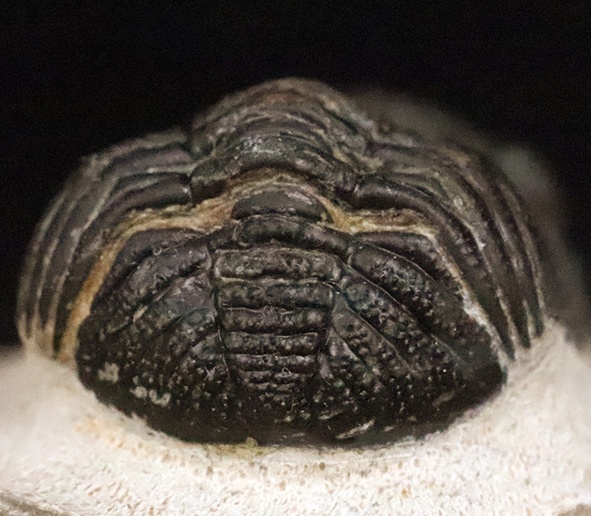 ご好評をいただいております、モロッコ産・高品質三葉虫シリーズの一角、細部までクリーニングの行き届いた上質のペディノパリオプス（Pedinopariops）（その6）