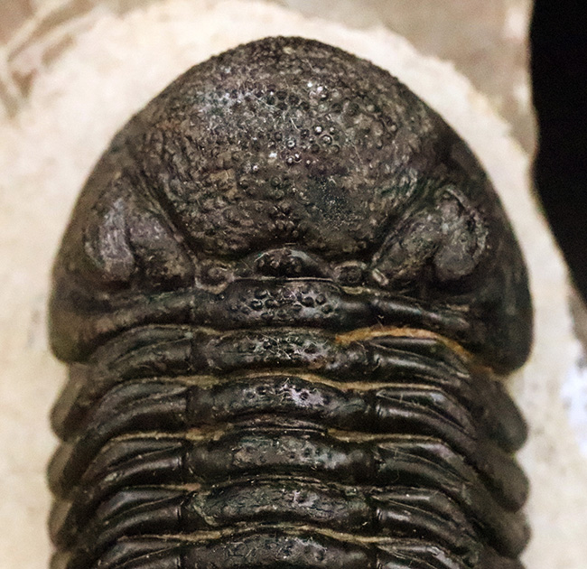 ご好評をいただいております、モロッコ産・高品質三葉虫シリーズの一角、細部までクリーニングの行き届いた上質のペディノパリオプス（Pedinopariops）（その7）