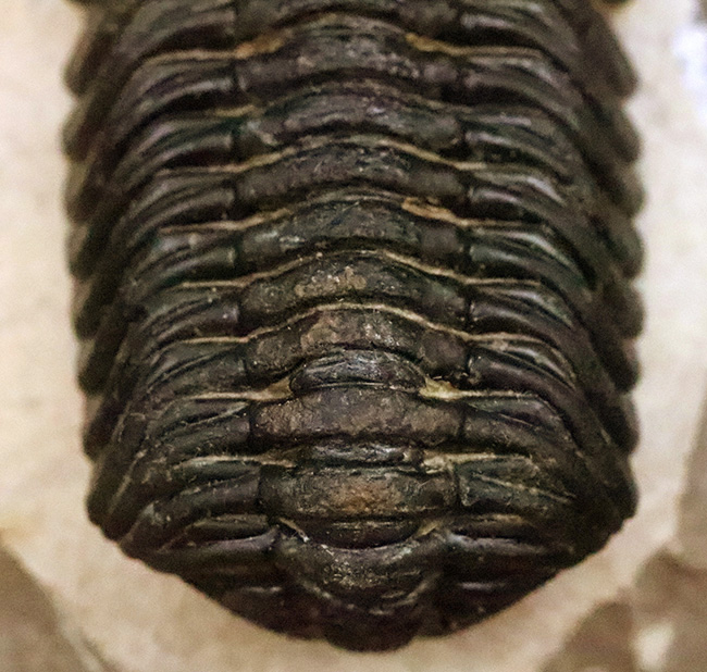 ご好評をいただいております、モロッコ産・高品質三葉虫シリーズの一角、細部までクリーニングの行き届いた上質のペディノパリオプス（Pedinopariops）（その8）
