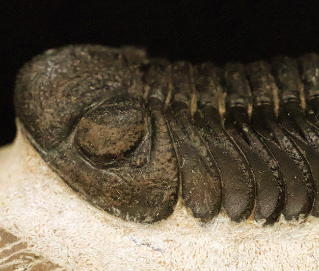 ご好評をいただいております、モロッコ産・高品質三葉虫シリーズの一角、細部までクリーニングの行き届いた上質のペディノパリオプス（Pedinopariops）（その9）