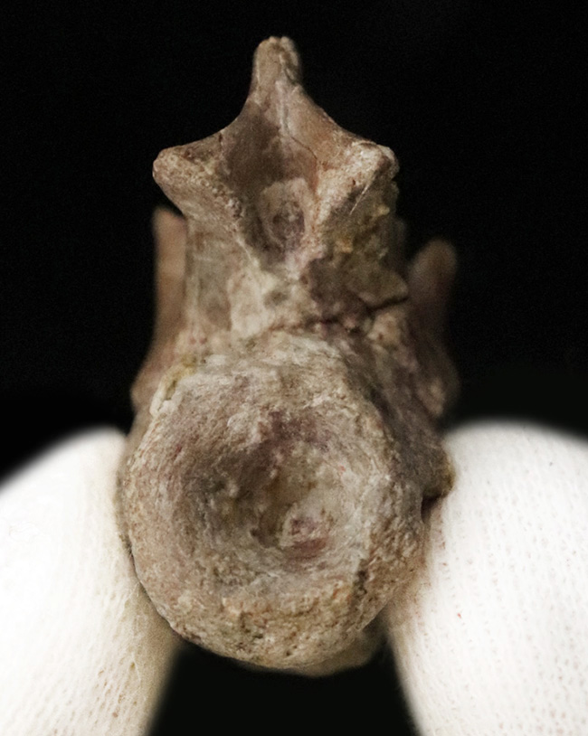 レア！恐竜以前の頂点捕食者、哺乳類につながる系統・単弓類ディメトロドン（Dimetrodon limbatus）の椎骨化石（その2）