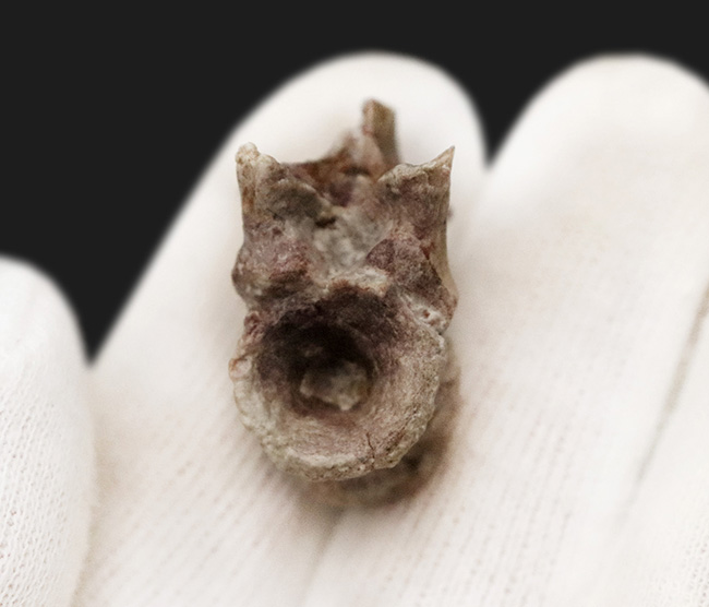 レア！恐竜以前の頂点捕食者、哺乳類につながる系統・単弓類ディメトロドン（Dimetrodon limbatus）の椎骨化石（その5）