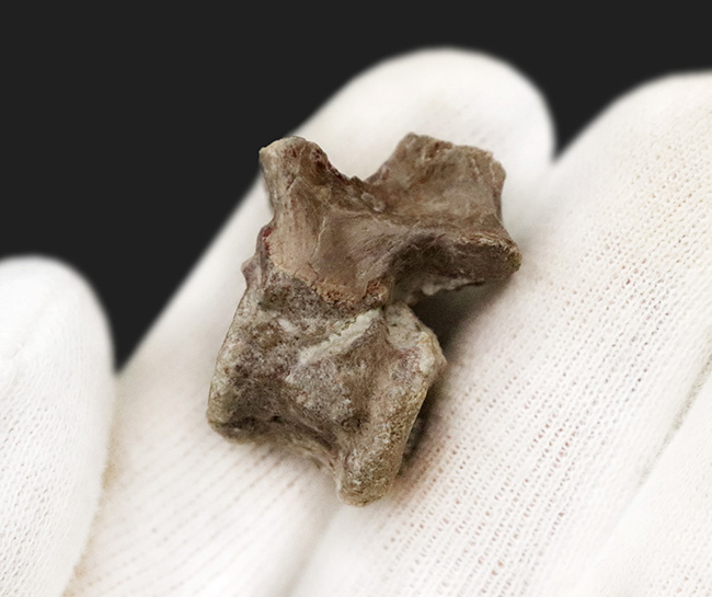 レア！恐竜以前の頂点捕食者、哺乳類につながる系統・単弓類ディメトロドン（Dimetrodon limbatus）の椎骨化石（その6）