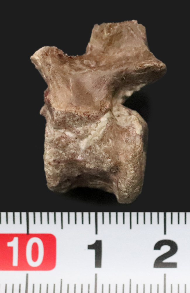 レア！恐竜以前の頂点捕食者、哺乳類につながる系統・単弓類ディメトロドン（Dimetrodon limbatus）の椎骨化石（その7）