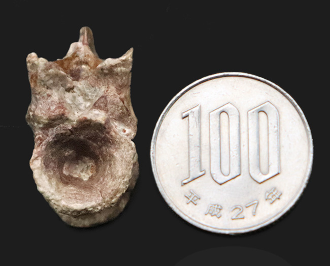 レア！恐竜以前の頂点捕食者、哺乳類につながる系統・単弓類ディメトロドン（Dimetrodon limbatus）の椎骨化石（その8）