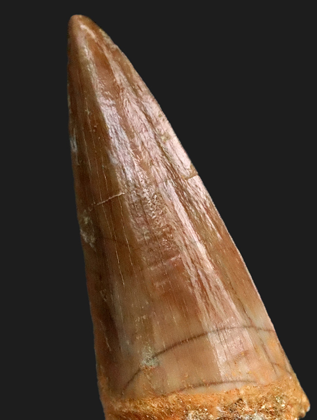 上質のエナメル質に見られる美しい光沢にご注目ください … モササウルス（Mosasaurus）類の厳選歯化石（その1）