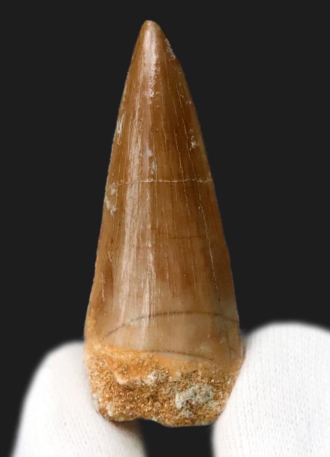 上質のエナメル質に見られる美しい光沢にご注目ください … モササウルス（Mosasaurus）類の厳選歯化石（その2）