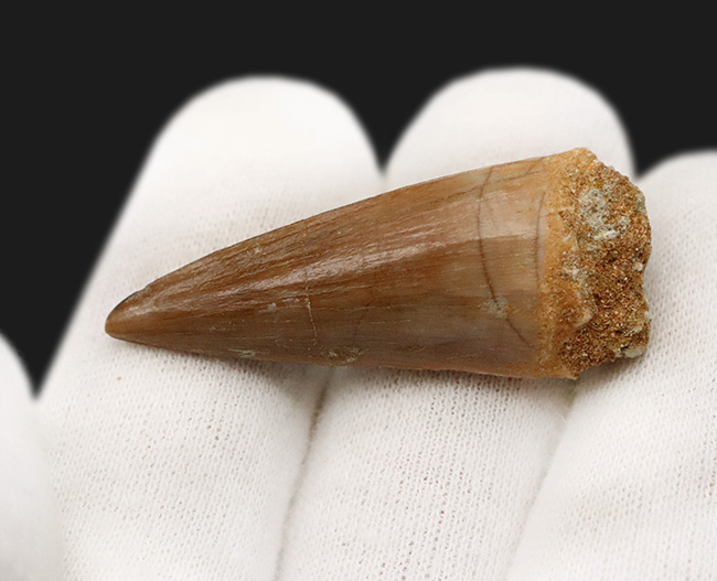 上質のエナメル質に見られる美しい光沢にご注目ください … モササウルス（Mosasaurus）類の厳選歯化石（その3）