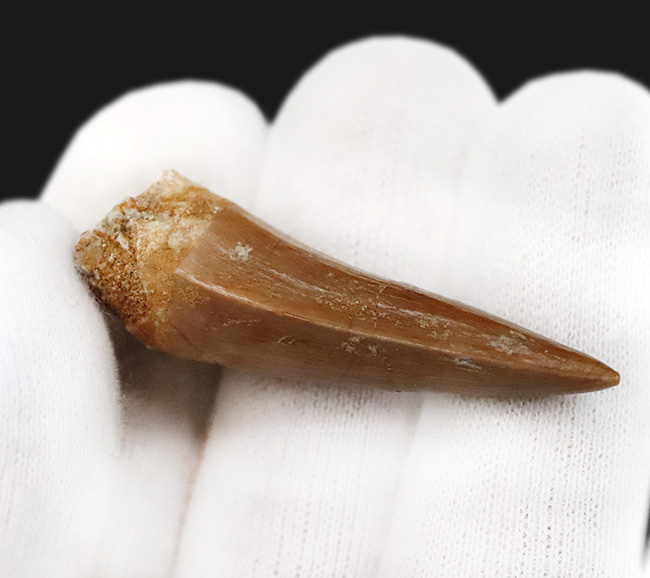 上質のエナメル質に見られる美しい光沢にご注目ください … モササウルス（Mosasaurus）類の厳選歯化石（その5）