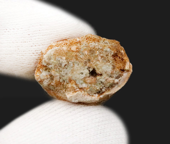 上質のエナメル質に見られる美しい光沢にご注目ください … モササウルス（Mosasaurus）類の厳選歯化石（その6）