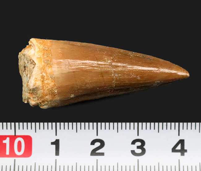 上質のエナメル質に見られる美しい光沢にご注目ください … モササウルス（Mosasaurus）類の厳選歯化石（その7）