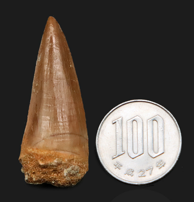 上質のエナメル質に見られる美しい光沢にご注目ください … モササウルス（Mosasaurus）類の厳選歯化石（その8）