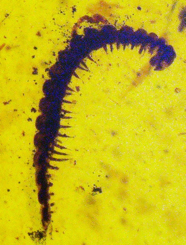 琥珀ファンはもちろん、古生物ファンも魅了する … ヤスデ入りバーマイト（Burmite）（その1）