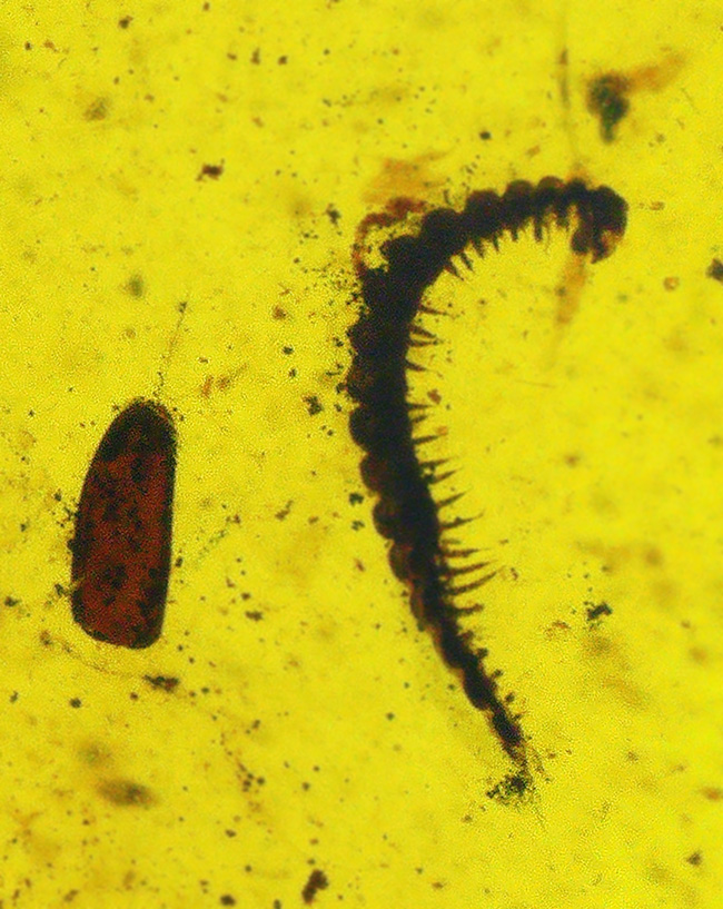 琥珀ファンはもちろん、古生物ファンも魅了する … ヤスデ入りバーマイト（Burmite）（その3）