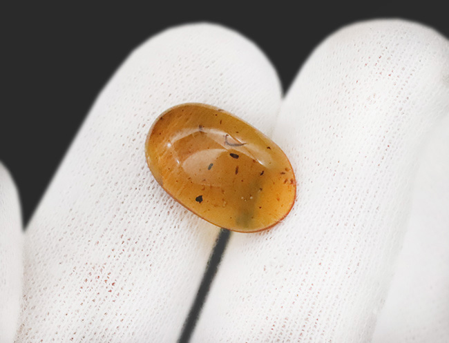 琥珀ファンはもちろん、古生物ファンも魅了する … ヤスデ入りバーマイト（Burmite）（その5）