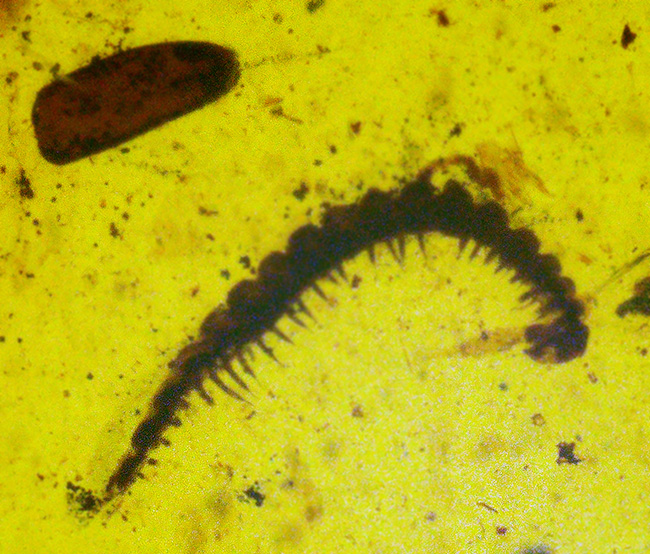 琥珀ファンはもちろん、古生物ファンも魅了する … ヤスデ入りバーマイト（Burmite）（その6）