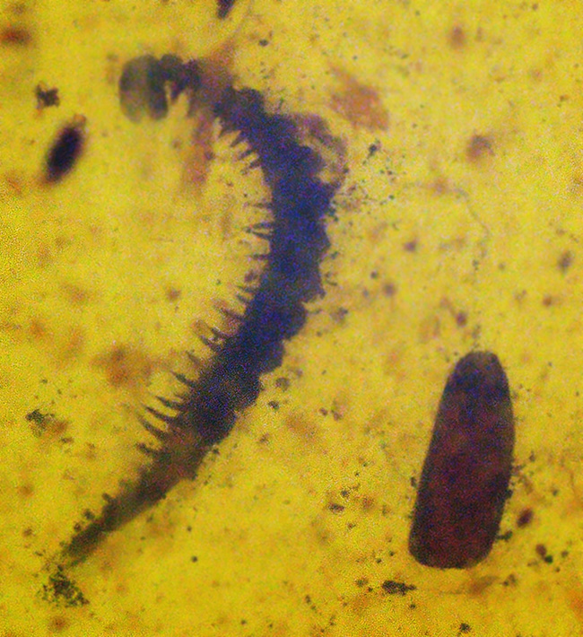 琥珀ファンはもちろん、古生物ファンも魅了する … ヤスデ入りバーマイト（Burmite）（その7）