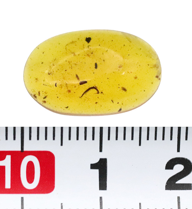 琥珀ファンはもちろん、古生物ファンも魅了する … ヤスデ入りバーマイト（Burmite）（その8）