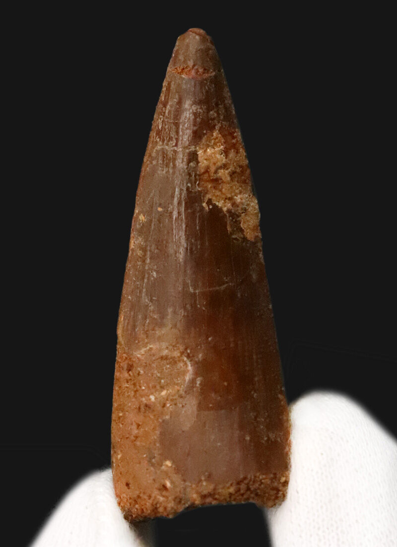 厳選上質品、艶やかなエナメル質が美しい、スピノサウルス（Spinosaurus）の歯化石（その3）