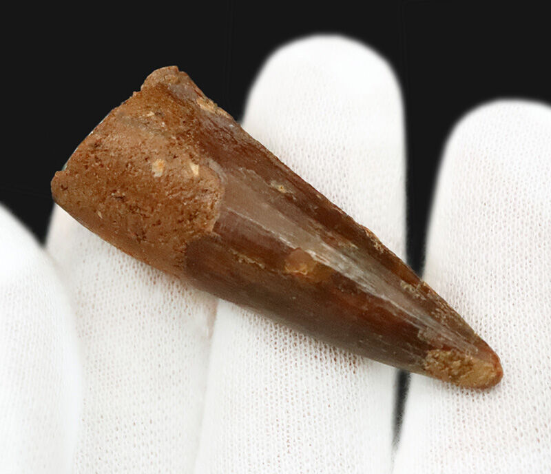 厳選上質品、艶やかなエナメル質が美しい、スピノサウルス（Spinosaurus）の歯化石（その4）