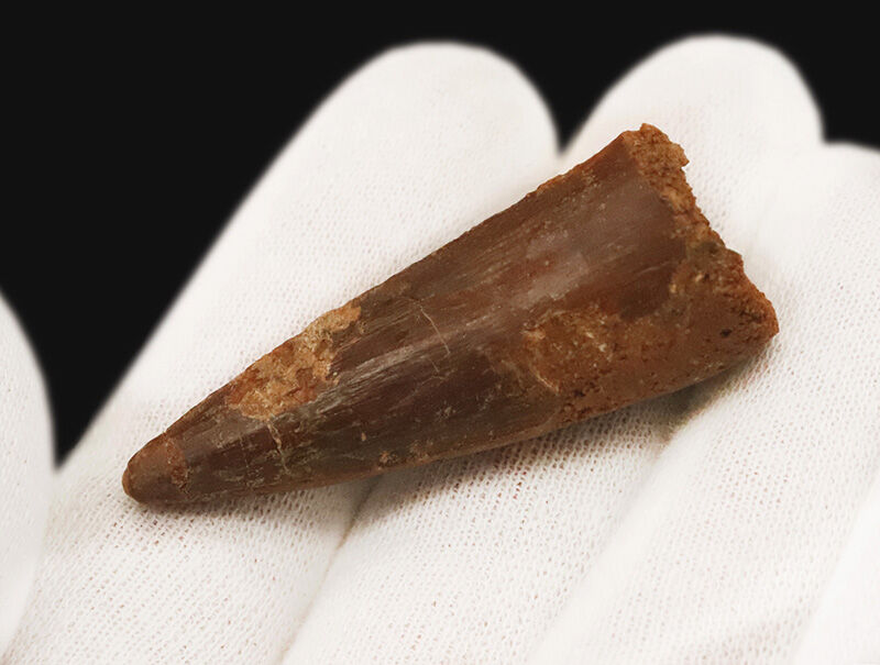 厳選上質品、艶やかなエナメル質が美しい、スピノサウルス（Spinosaurus）の歯化石（その5）