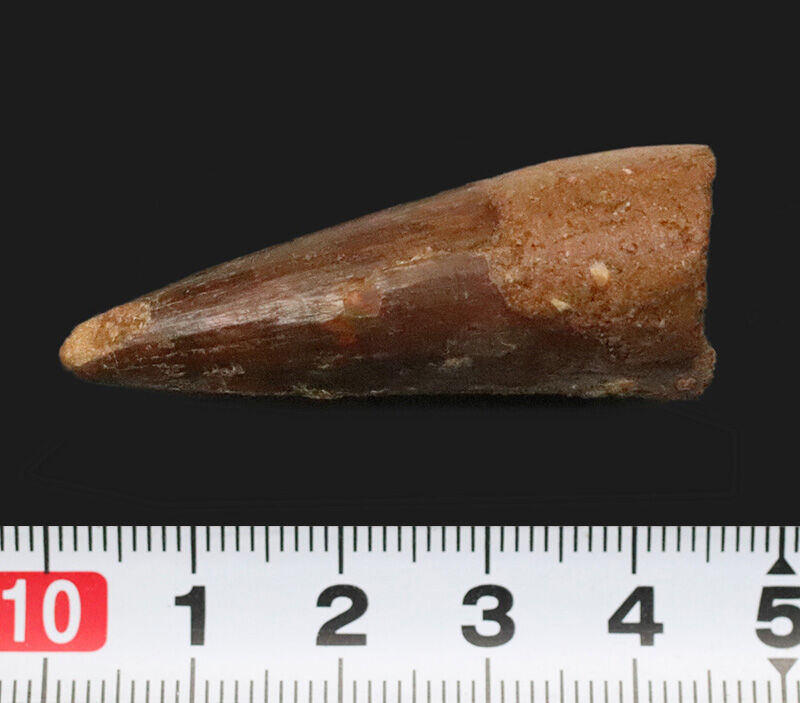 厳選上質品、艶やかなエナメル質が美しい、スピノサウルス（Spinosaurus）の歯化石（その7）