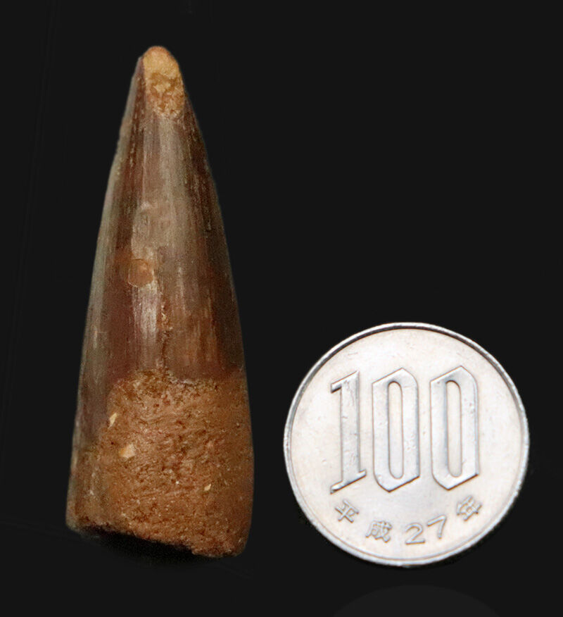厳選上質品、艶やかなエナメル質が美しい、スピノサウルス（Spinosaurus）の歯化石（その8）