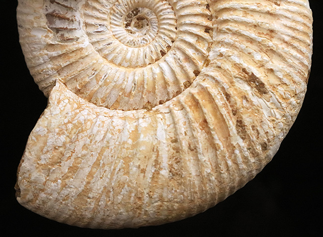 いかにも典型的、マダガスカル南西部ジュラ紀の地層から採集され