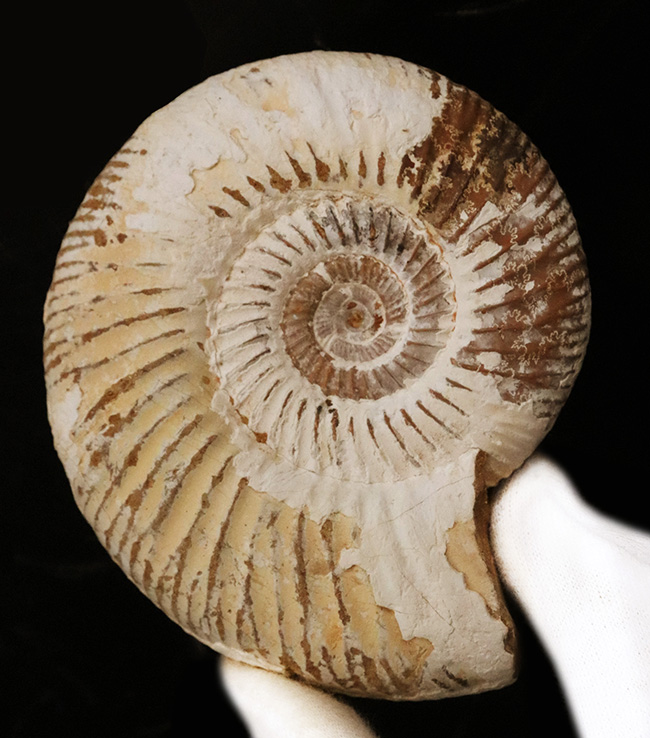 いかにも典型的、マダガスカル南西部ジュラ紀の地層から採集され