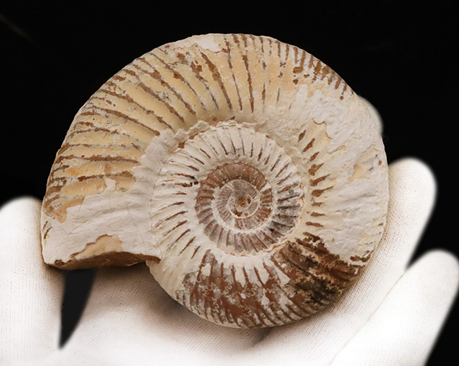 いかにも典型的、マダガスカル南西部ジュラ紀の地層から採集され