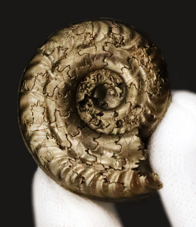 「賢者の選択」フランス・アヴェロン産の黄鉄鉱化アンモナイト（Ammonite）（その1）