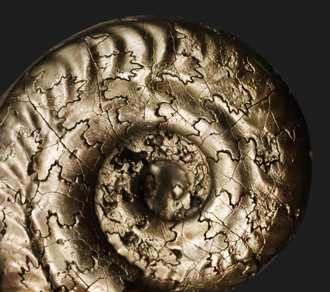 「賢者の選択」フランス・アヴェロン産の黄鉄鉱化アンモナイト（Ammonite）（その2）