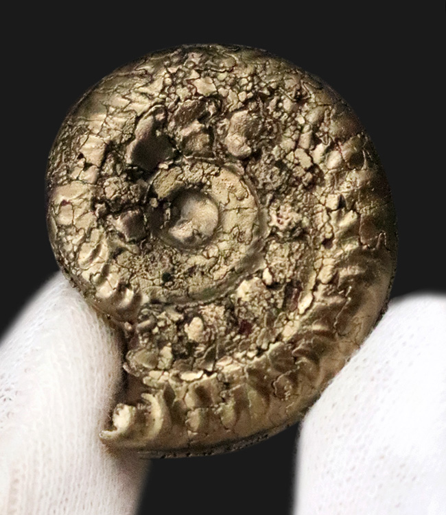 「賢者の選択」フランス・アヴェロン産の黄鉄鉱化アンモナイト（Ammonite）（その3）