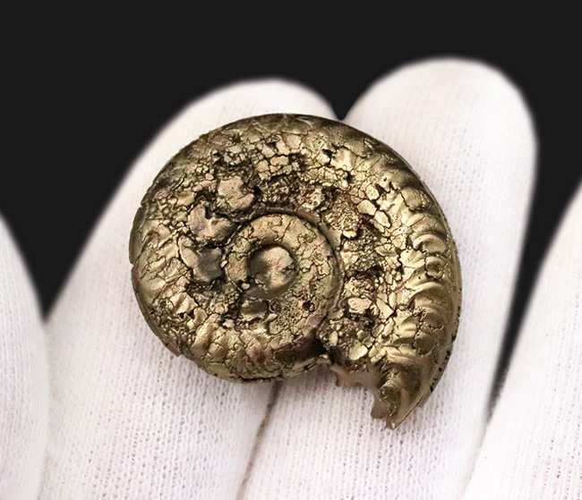 「賢者の選択」フランス・アヴェロン産の黄鉄鉱化アンモナイト（Ammonite）（その5）