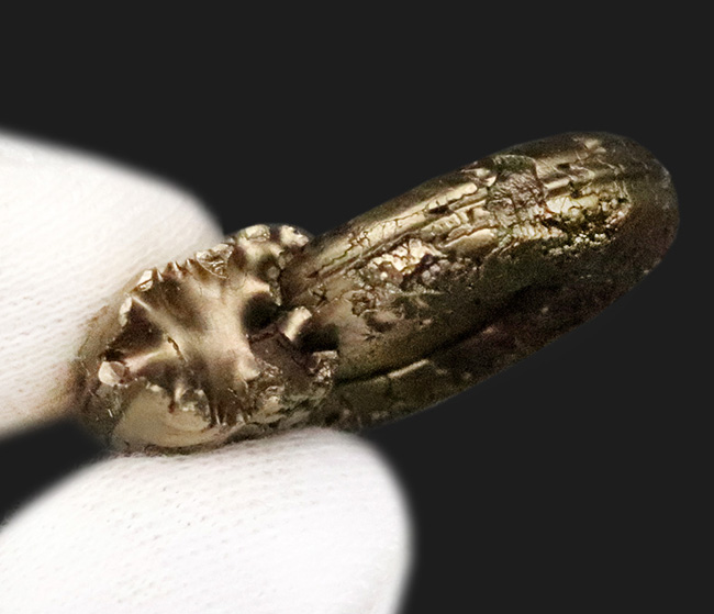 「賢者の選択」フランス・アヴェロン産の黄鉄鉱化アンモナイト（Ammonite）（その6）